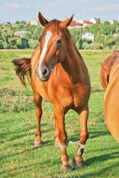 Um cavalo. — Fotografia de Stock