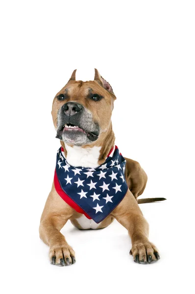 American Staffordshire terrier — Foto Stock