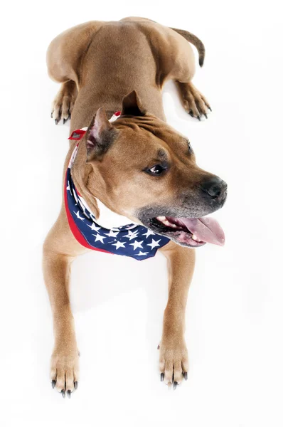 Terrier de staffordshire americano — Fotografia de Stock