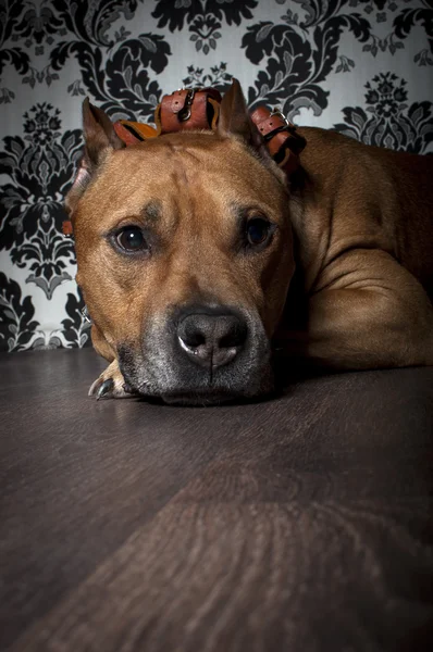 Amerikai staffordshire terrier — Stock Fotó