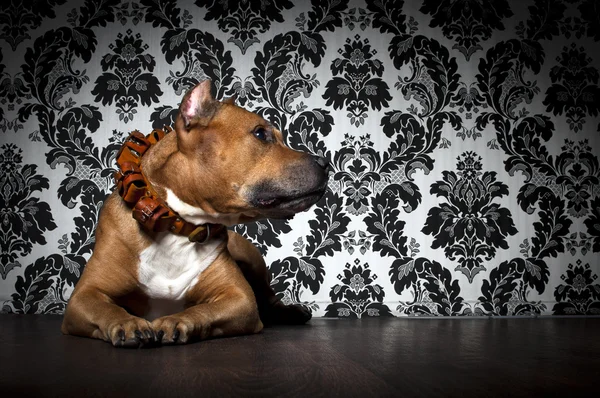American staffordshire terrier — Zdjęcie stockowe