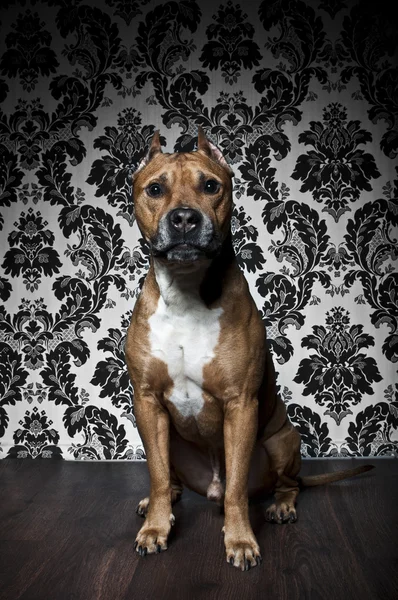 American staffordshire terrier — Stockfoto