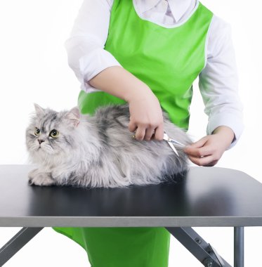 Grooming cat clipart