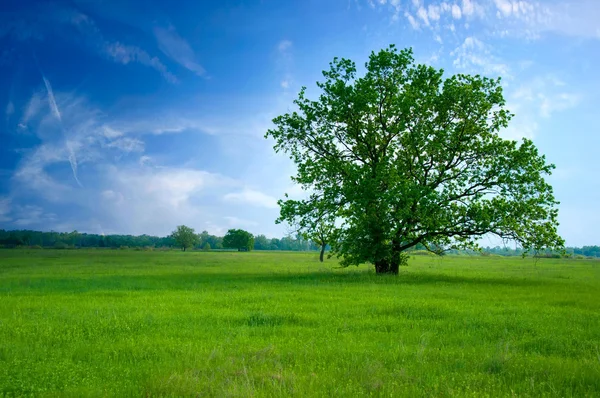 グリーン フィールドのツリー — ストック写真