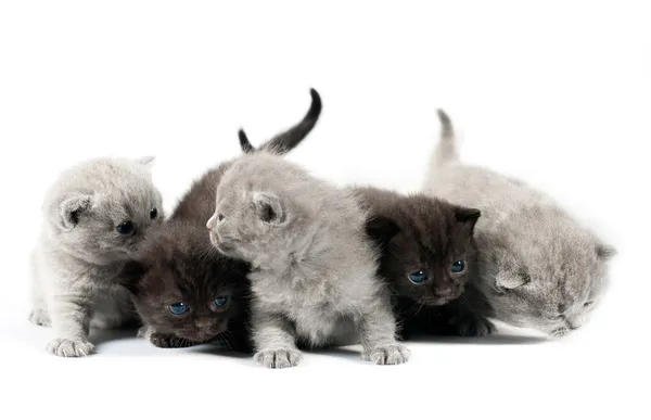 5 イギリスの子猫 — ストック写真