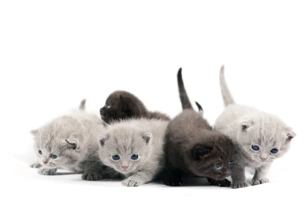 Пять британских котят — стоковое фото