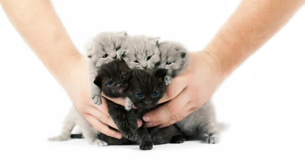 Five british kittens — Stock Photo, Image