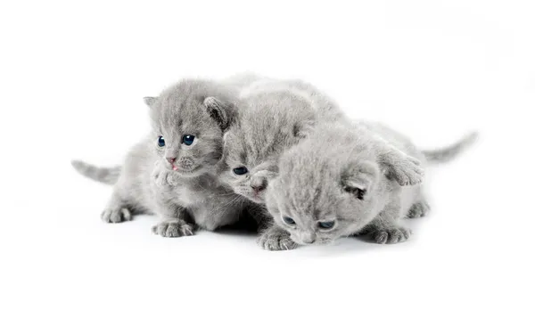 Три серых британских котенка — стоковое фото
