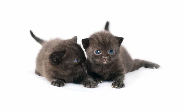 两个黑色英国小猫 — 图库照片