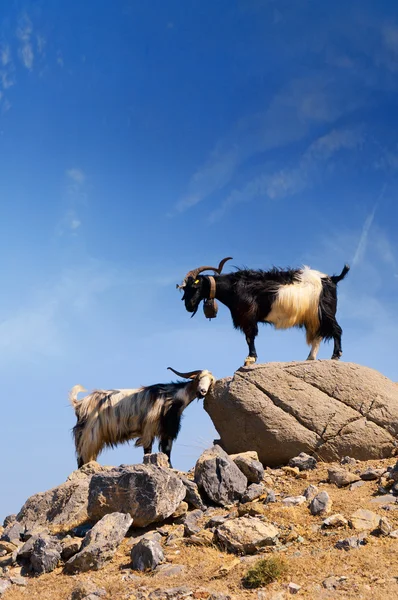 Stock image Two goats, capra aegagrus aegagrus