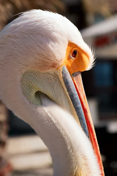 stock image Pelican