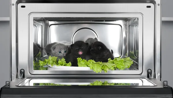 Cinco gatitos británicos en el horno — Foto de Stock