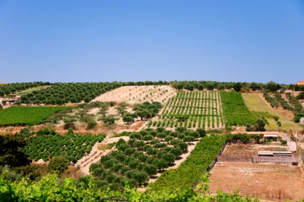 Wine and Olive field — Stock Photo, Image