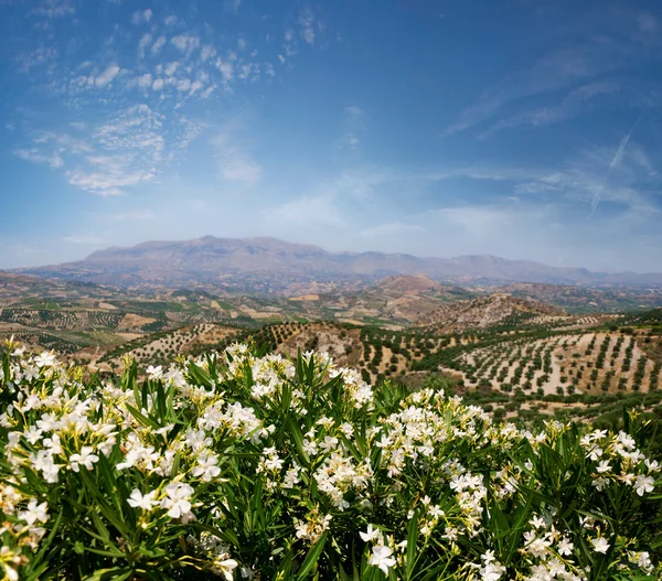 Vin et champ d'oliviers — Photo