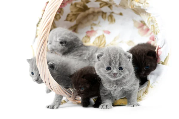 Five british kittens in a wicker basket — Stock Photo, Image