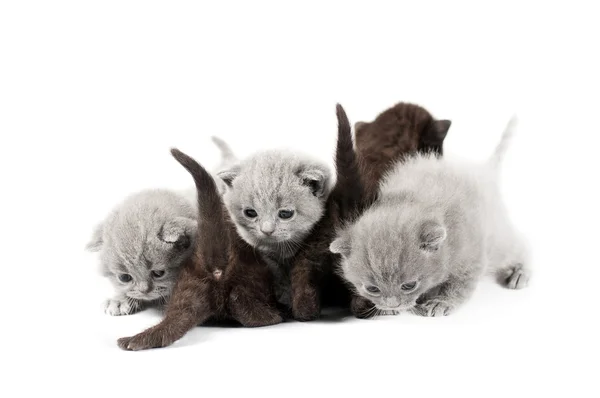 Vijf Britse kittens — Stockfoto