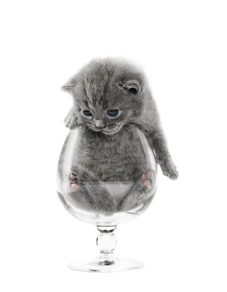 イギリス灰色の子猫 — ストック写真
