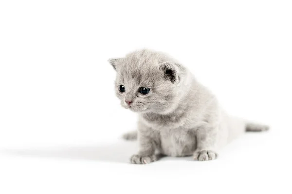 Γκρι γατάκι βρετανική — Φωτογραφία Αρχείου