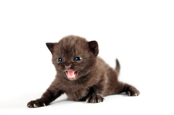 茶色の英国子猫 — ストック写真