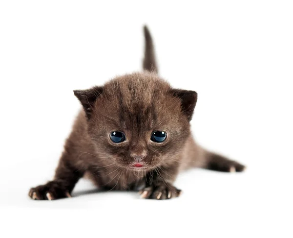Brown british kitten — Stock Photo, Image