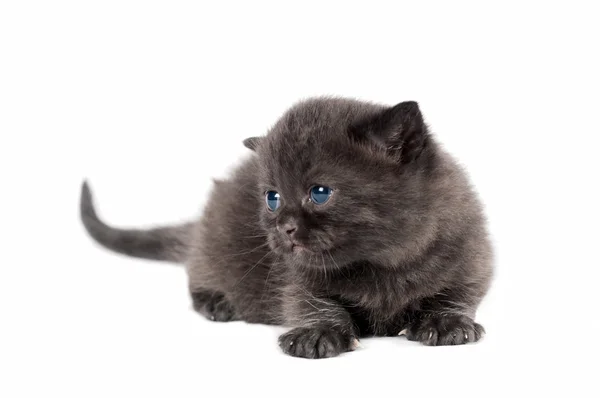 Bruin Britse kitten — Stockfoto