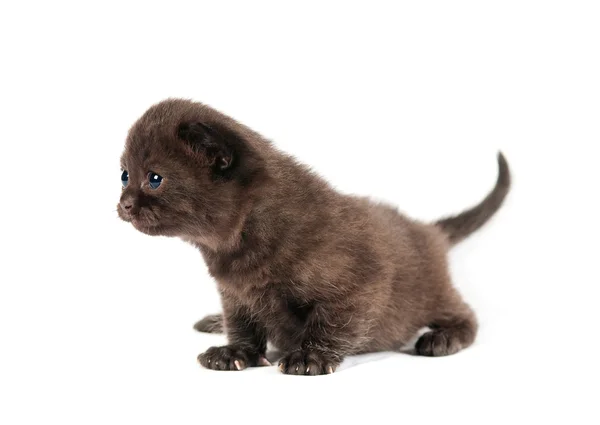 Gatito británico marrón —  Fotos de Stock
