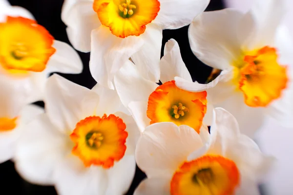 White narcissus flowers with yellow petals background — Stock Photo, Image