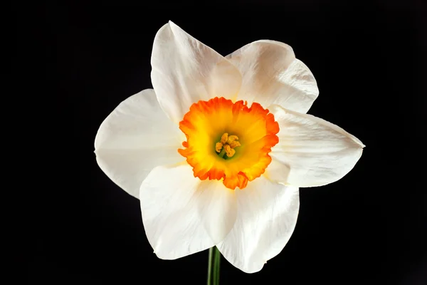 Flor narciso blanca con pétalos amarillos aislados en negro —  Fotos de Stock