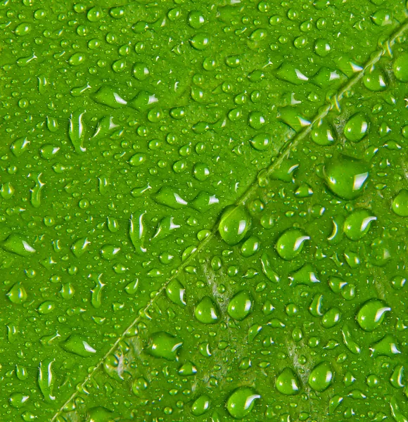 Капли воды на зеленый лист макроса — стоковое фото