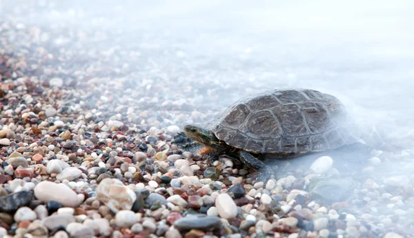 Small turtle crawling in sea waves — Stock Photo, Image
