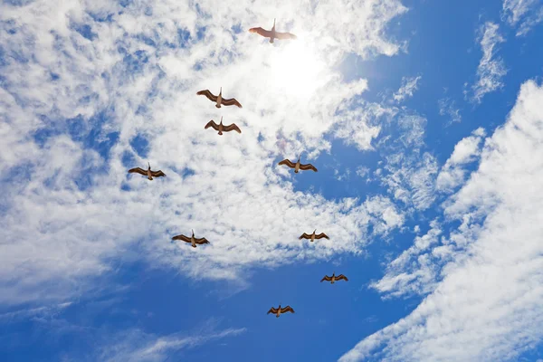 Nine pelicanos flying in blue cloudy sky — Stock Photo, Image
