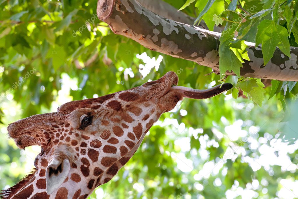 giraffe tongue eating leaves