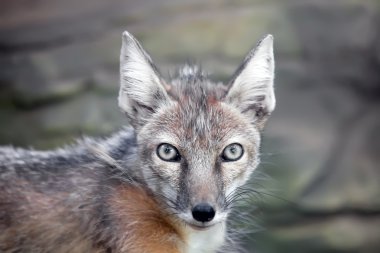 Staring corsac fox clipart