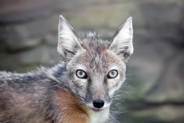 Staring corsac fox — Stock Photo, Image
