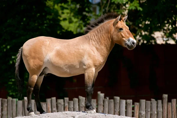 Лошадь Пржевальского стоит на холме — стоковое фото