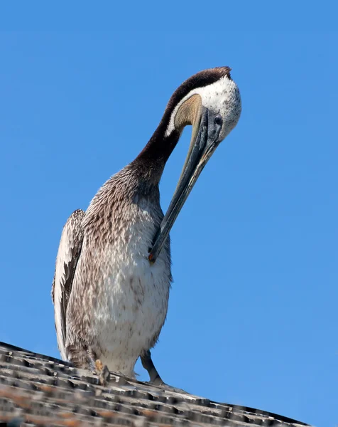 Penas de limpeza pelicanas em asas — Fotografia de Stock