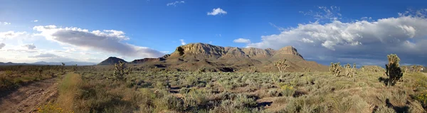 Panorama van Amerikaanse prairie met joshua bomen — Stockfoto