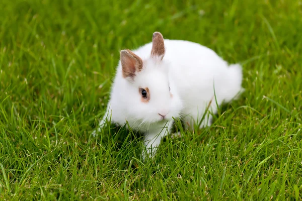 stock image White cute rabbit in green grass