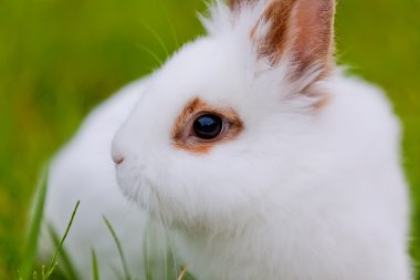 yeşil zemin üzerine beyaz sevimli tavşan