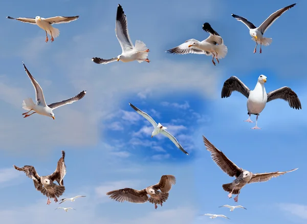 Set of flying seagulls — Stock Photo, Image