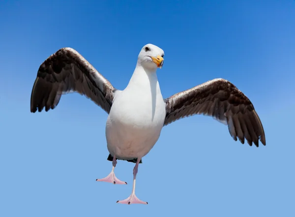 Wild angry seagull — Stock Photo, Image