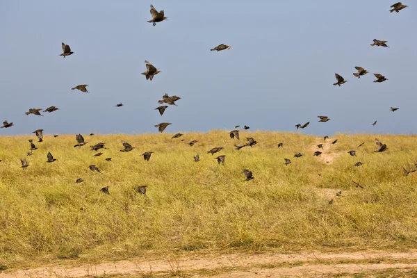 Vogelschwarm — Stockfoto