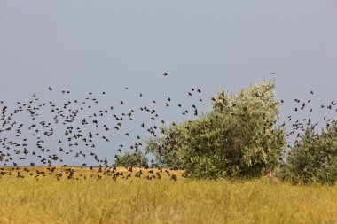 Kuş sürüsü