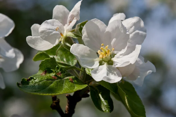 Apple bloom — Stock Photo, Image