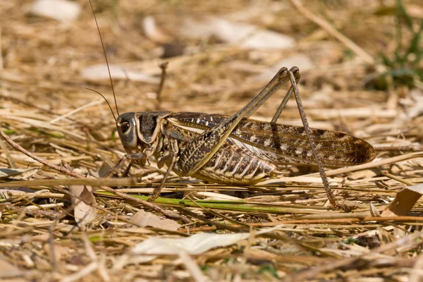 stock image Grasshopper