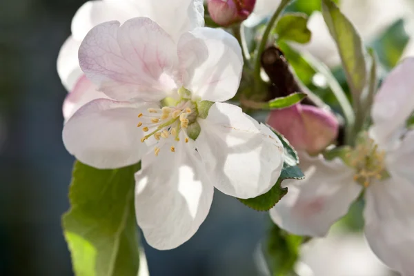 Apple bloom — Stockfoto