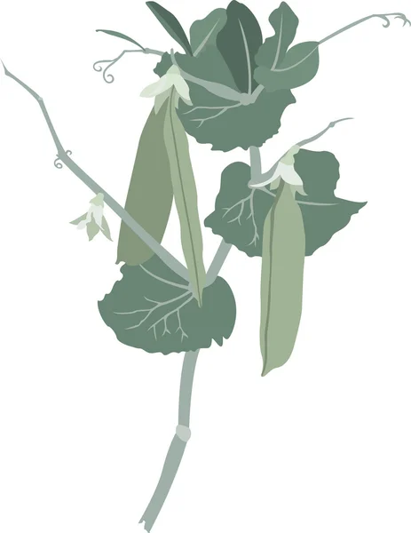 Isolated Peas branch — Stok Vektör
