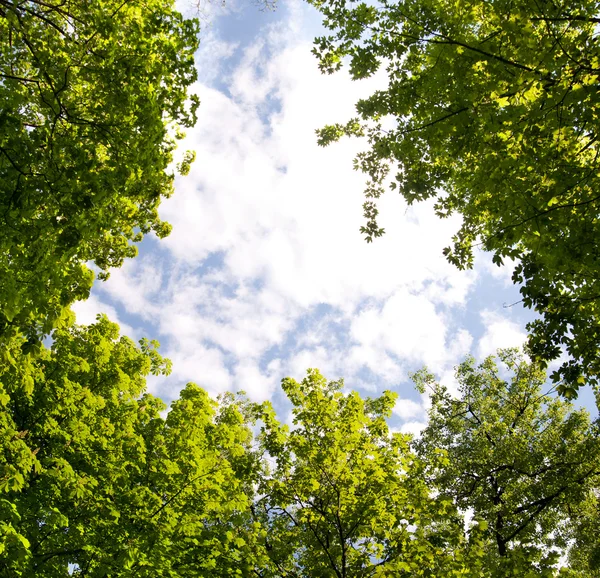 stock image Frame from green leaves across sky