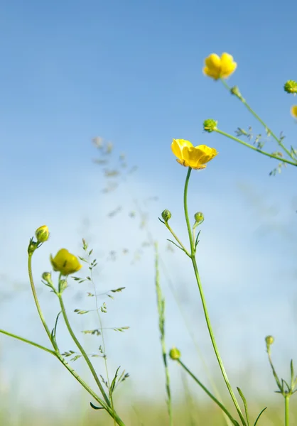 Beautiful flowers in field — Stock Photo, Image
