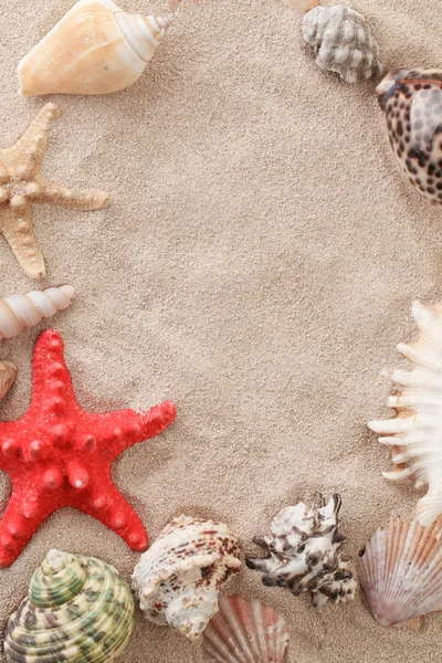 Coquilles de mer avec sable — Photo